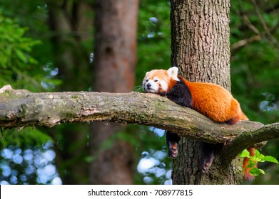 Lazy red panda bear in tree - Powered by Shutterstock