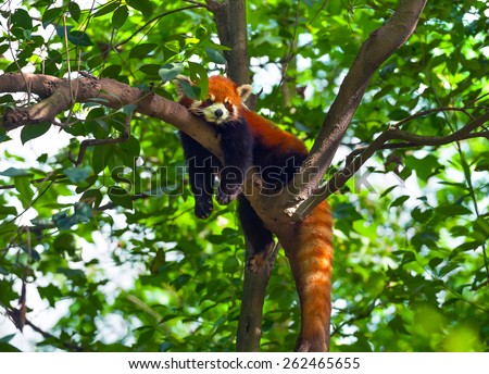 Lazy red panda bear in tree