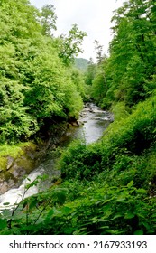 Lazy River Through The Forest