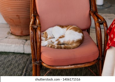 Lazy Rude Cat Lay On The Chair