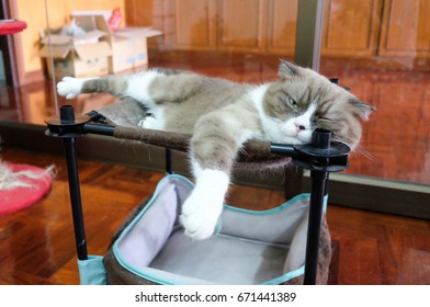 A Lazy Scottish Fold Cat On A Cot