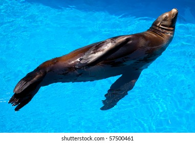 lazy seal