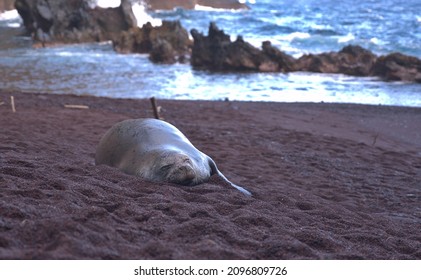 Lazy Seal On Red Beach