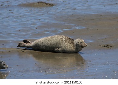 Lazy Seal On A Sandbank