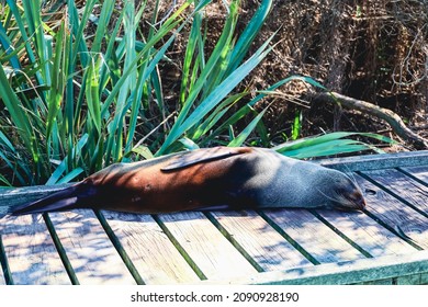 Lazy Seal Sleeping On The Walkway