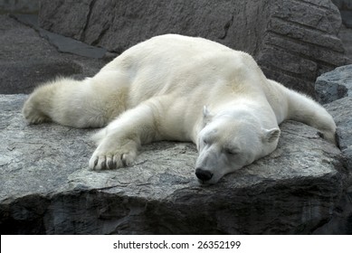 lazy sleeping polar bear
