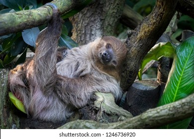Imágenes, fotos de stock y vectores sobre Sloth Lying | Shutterstock