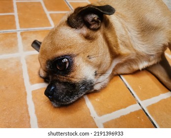 Lazy And Sleepy Pug Dog Lying On The Floor. Copy Space. Puppy Not Looking At The Camera. Beautiful Dog.