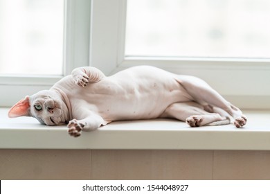 Lazy Sphynx Cat Resting On A Window Sill. The Pet Wants You To Rub His Belly.