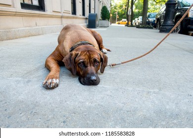 Lazy Stubborn English Mastiff Pet Lies Down On New York City Side Walk And The Dog Won't Get Up To Do His Daily Walk City Yellow Cab In The Background