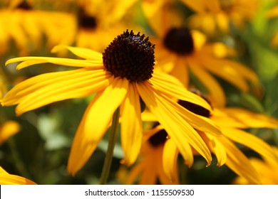 Lazy Susan Yellow Close Up Flower