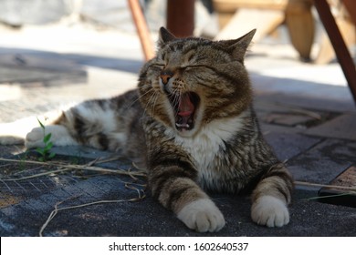 The Lazy Tabby Cat Is Contagious Yawning. Cute Striped Cat Is Resting On The Floor Outdoors In The Shade 