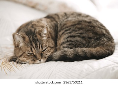 Lazy tabby grey cat sleeping on the bed. Domestic cat relaxing.