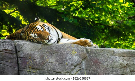 Lazy tiger sleeping on rock. - Powered by Shutterstock