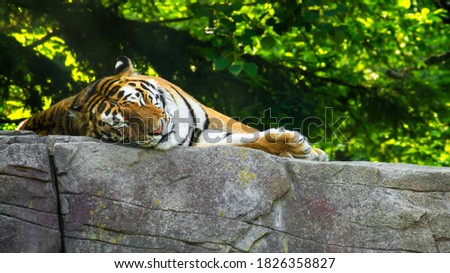 Lazy tiger sleeping on rock.