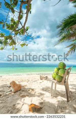 Lazy tropical beach in the Philppines islands,with white,fine sand,clear blue sea,a dog resting in shade,some fresh coconuts for drinking,palm trees,clean,un-polluted,serene,idyllic and relaxing.