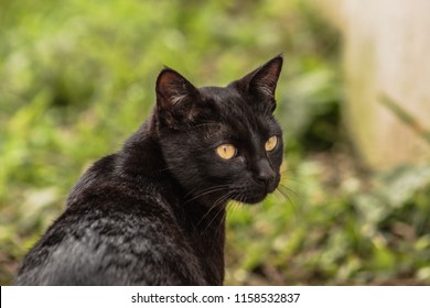 Le Chat Noir Hd Stock Images Shutterstock