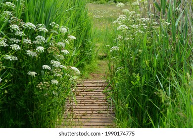 Le Noir Pre, Jersey ,U.K. Wildlife Reserve In Spring.