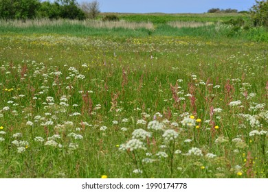 Le Noir Pre, Jersey ,U.K. Wildlife Reserve In Spring.