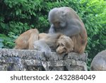 Le temple boudhiste de Swamyambounath à Katmandu. Monkey Temple