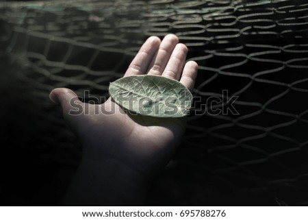 Close-up of a man’s hand holding a dried leaf of quercus