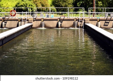 Leaburg Fish Hatchery