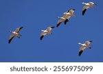 With lead goose calling, beautiful, large Snow Geese fly as a flock across a winter blue sky above Whitewater Draw Wildlife Area in Cochise County, Arizona, United States in the American Southwest