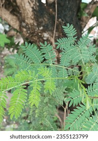 Lead Tree White Populace I have been working 