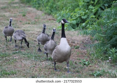 Leader Duck And Its Herd
