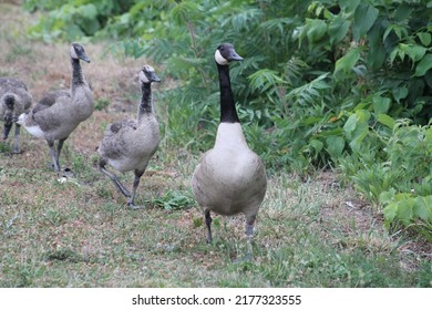 Leader Duck And Its Herd
