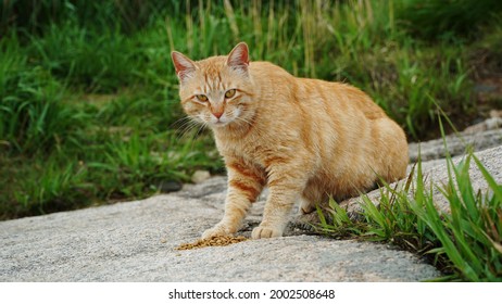                                The Leader Of A Wild Cat Is Eating Human Food With A Grateful Expression. It Has A Special Ability To Live In Conformity With Nature And Interact With People.