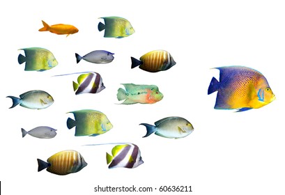 Leadership Concept - Big Fish Leading School Of Tropical Fishes Isolated On White