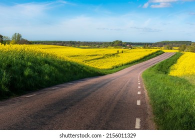 Leading Road Through The Rapeseed Fields In Skåne, Sweden