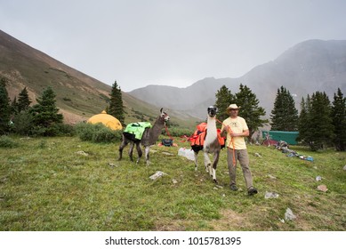 LEADVILLE, COLORADO USA - AUGUST 19, 2017: Event Crew With Lamas At The Hope Pass Aid Station During The Leadville Trail 100 Ultra, Leadville, Colorado, USA.