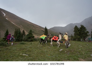 LEADVILLE, COLORADO USA - AUGUST 19, 2017: Event Crew With Lamas At The Hope Pass Aid Station During The Leadville Trail 100 Ultra, Leadville, Colorado, USA.