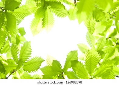  leaf