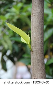leaf