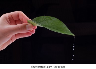leaf