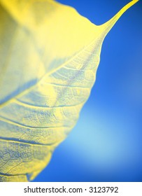 Leaf