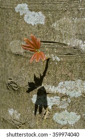 Leaf
