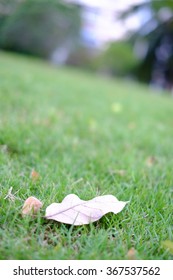 leaf
