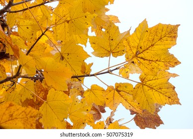 Leaf