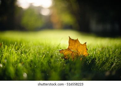 leaf