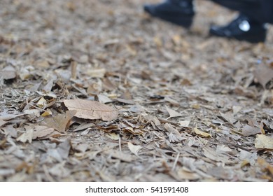Leaf