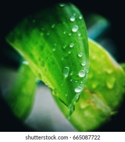 the leaf
