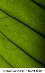 leaf