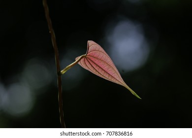 leaf

