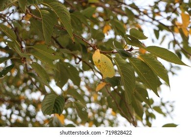 leaf