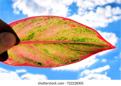 leaf