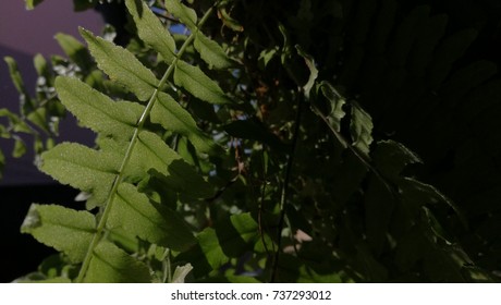 leaf